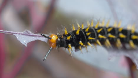 tiro macro extremo de la oruga nymphalis polychloros comiendo hojas en la naturaleza, 4k - tiro de alta calidad prores