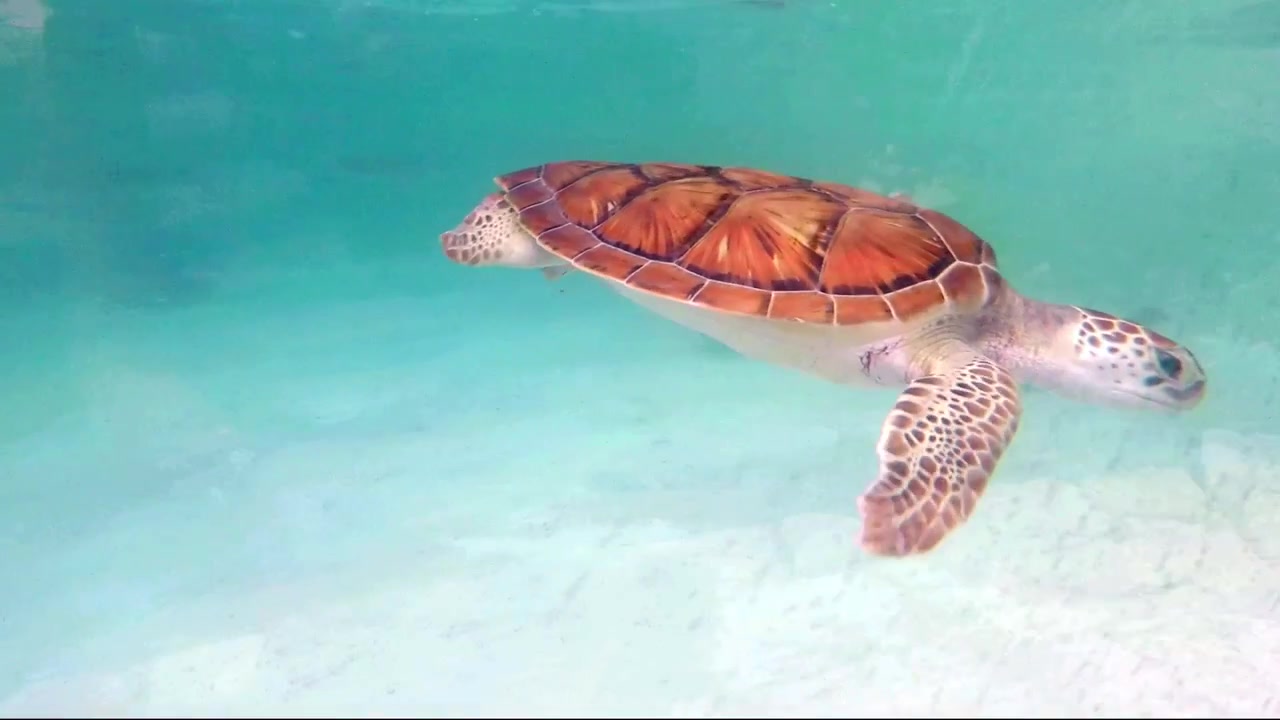 baby turtles swimming in aquarium