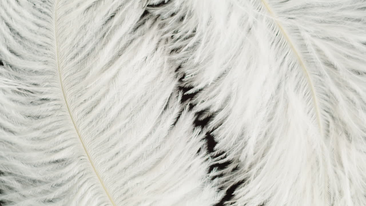 White Ostrich Feathers on Black Background