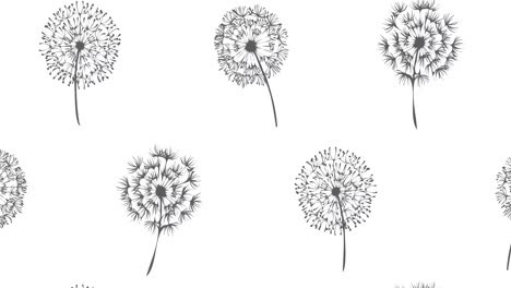 animation of black dandelion clocks on white backgroud