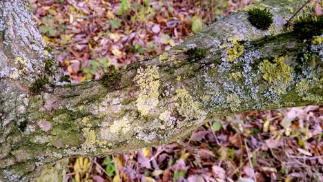 hepáticas, líquenes y musgo creciendo en una rama de un roble en un pequeño bosque inglés