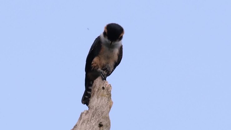 Il Falconetto coscenere è uno dei rapaci più piccoli che si trovano nelle foreste di alcuni paesi dell'Asia.