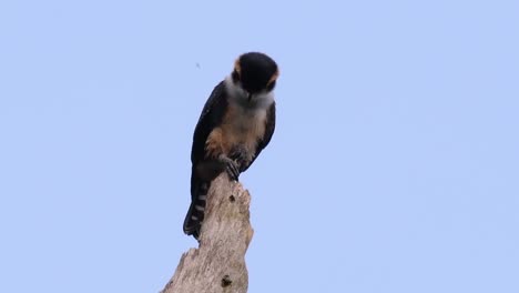 the black-thighed falconet is one of the smallest birds of prey found in the forests in some countries in asia