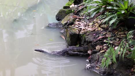 big lizard having a swim