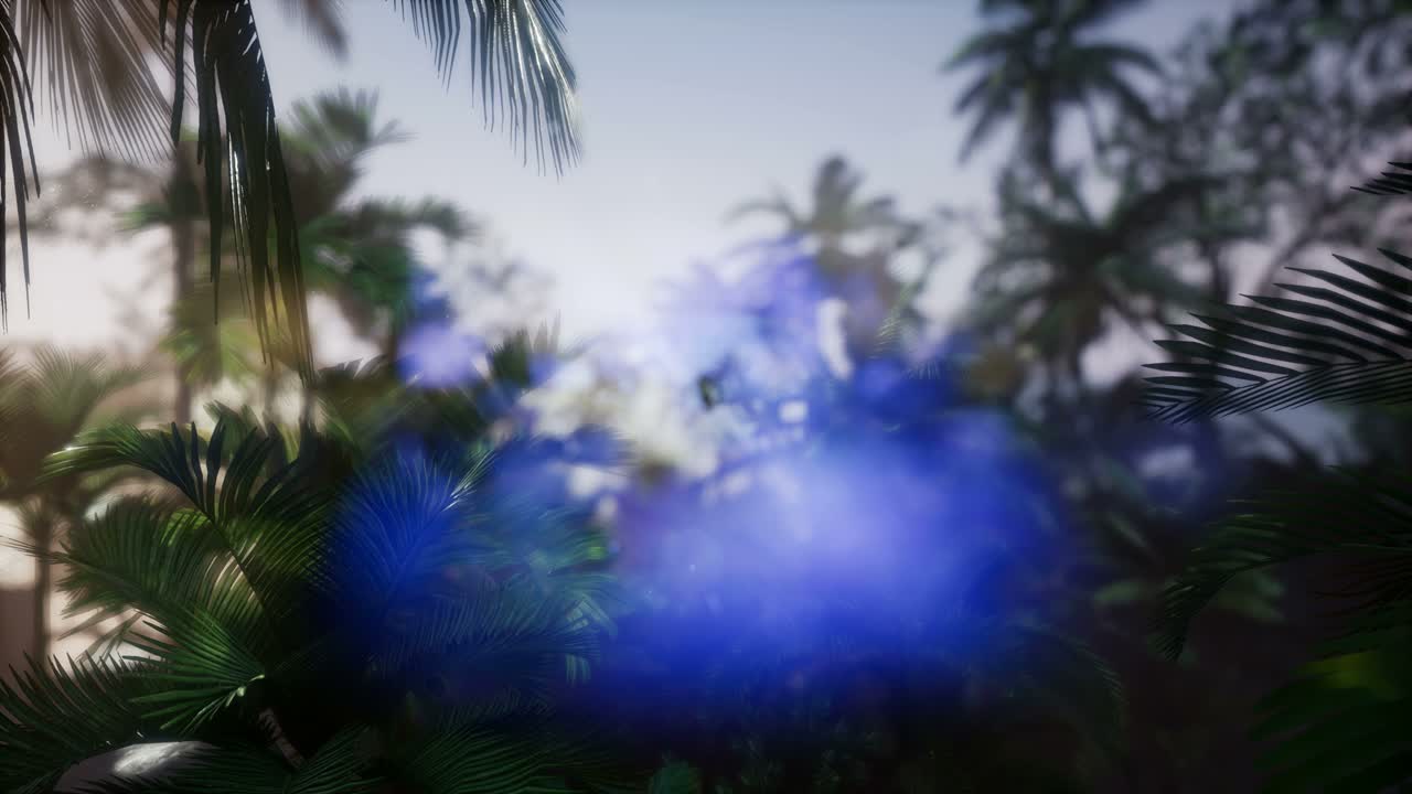 ⁇ 나무 를 가로지르는 해 가 지는 광선