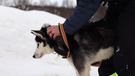 a man taking a harness off of a sled dog