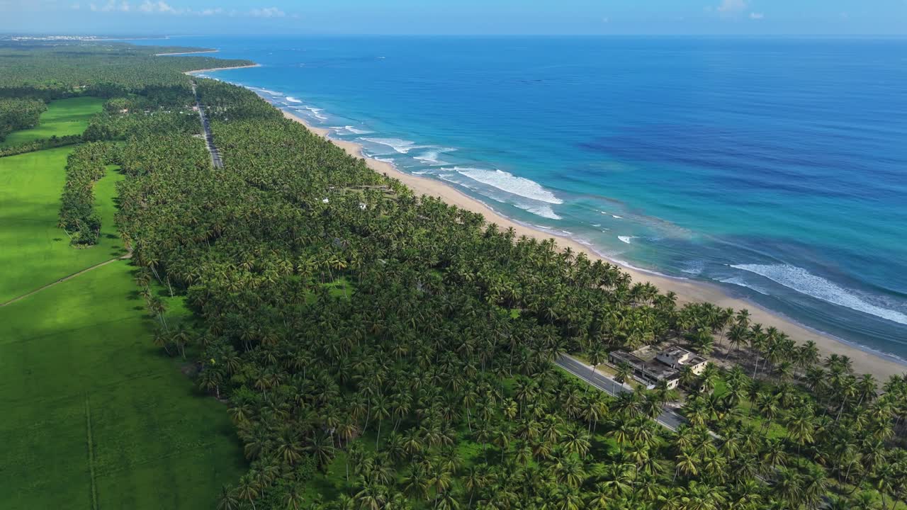 Palm grove on coast along ocean, Nagua, Maria Trinidad Sanchez in Dominican Republic. Aerial drone panoramic view