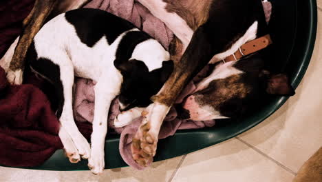 two adorable dogs sharing a basket for a nap