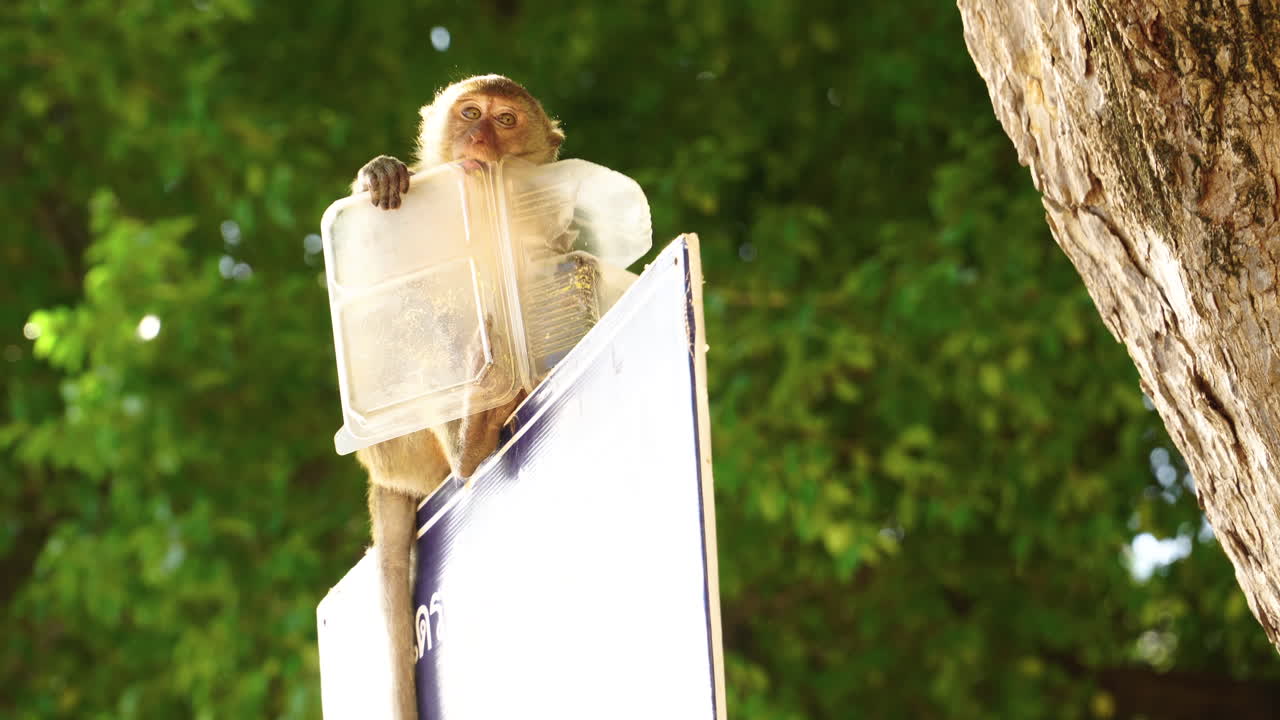 взаимодействие обезьян с использованным пластиком в районе пляжа релей, краби, таиланд