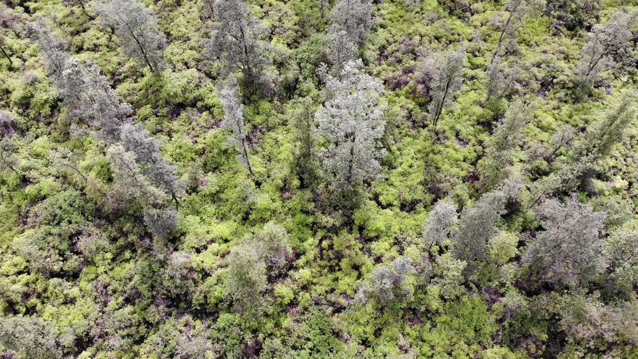 topshot al horizonte de la jungla en la isla grande de hawaii