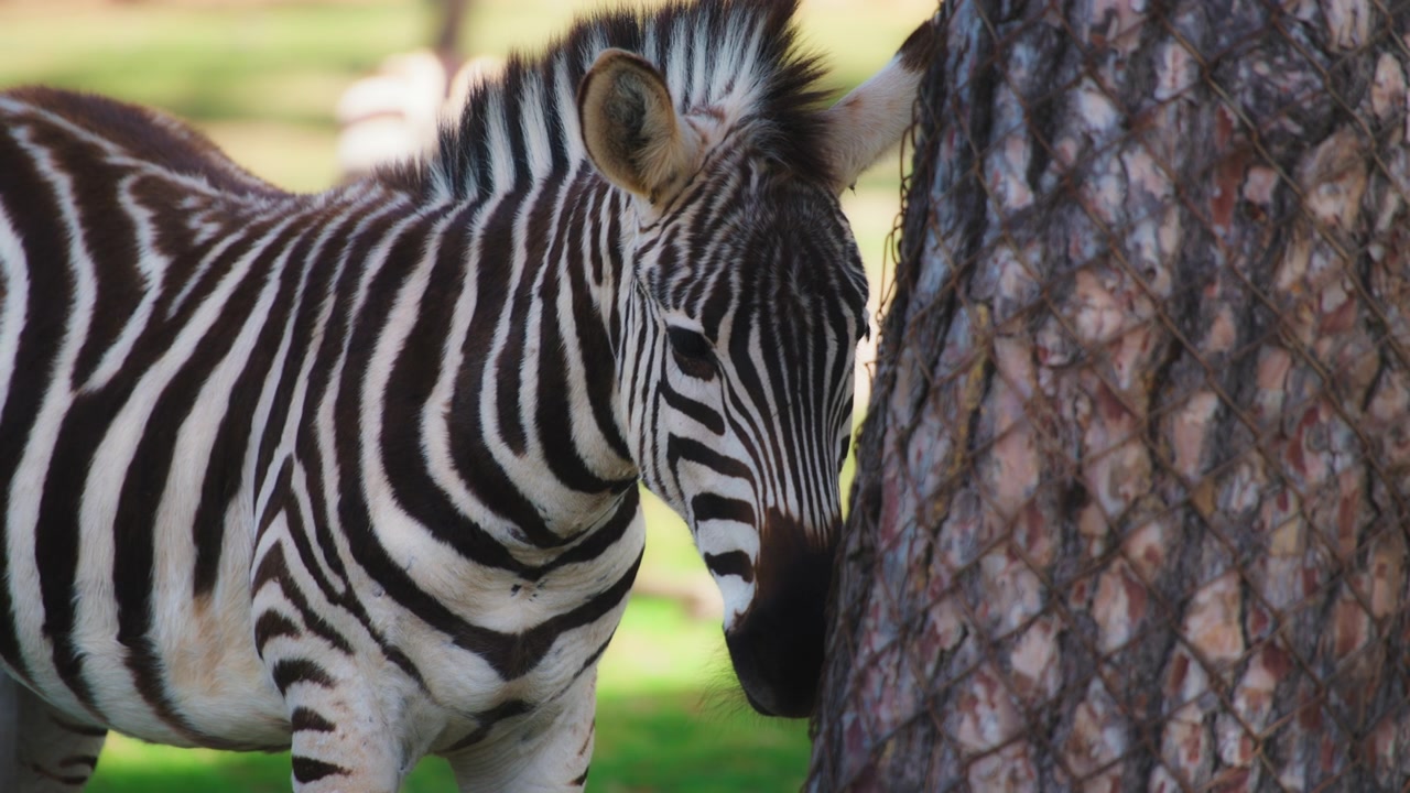 Zebra in piedi accanto a un tronco d'albero