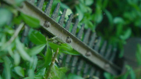 Close-up-of-electric-hedge-trimmers-cutting-through-green-foliage