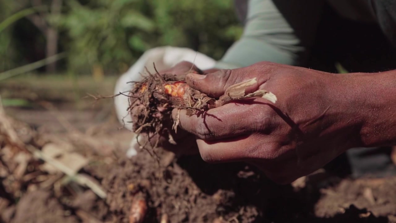 Close-up em câmera lenta de mãos segurando um rizoma de açafrão-da-terra recém-colhido com raízes e terra no cerrado brasileiro.