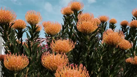 orange pincushion protea blüten von südafrika einheimische fynbos busch blüten