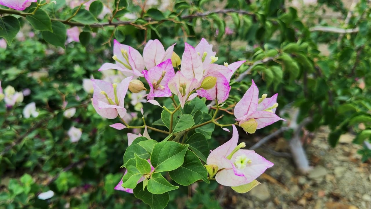 Primo piano di fiori di bougainvillea rosa e bianca che ondeggiano delicatamente su un ramo frondoso in un ambiente esterno rigoglioso