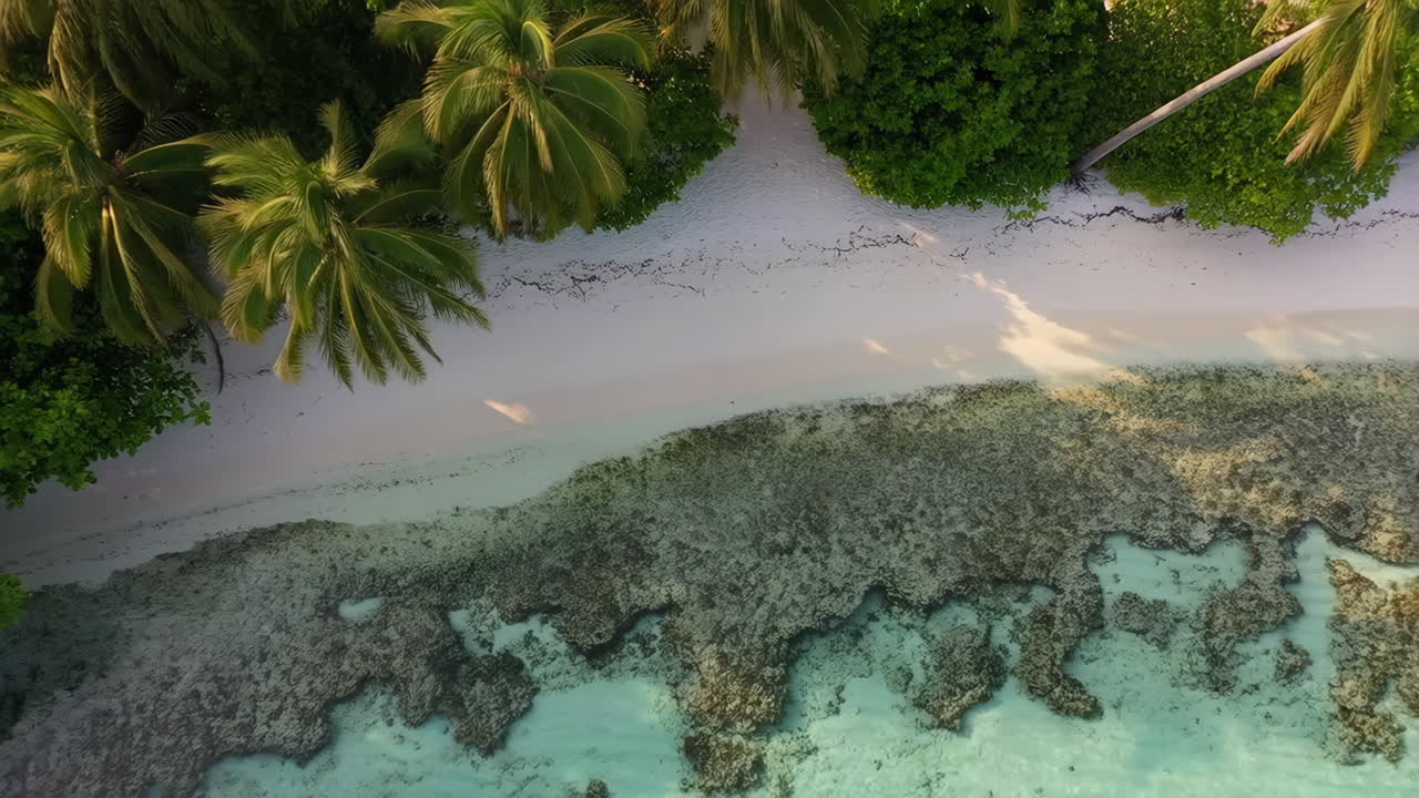 Luftfoto af tropisk strand med palmer og koralrev