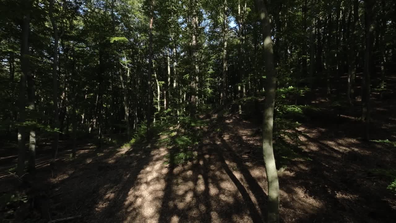 울창한 빈 삼림 지대 숲을 통해 느린 공중
