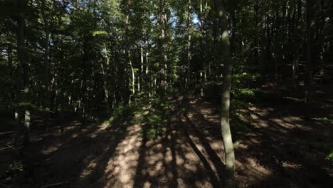 slow aerial through dense empty woodland forest