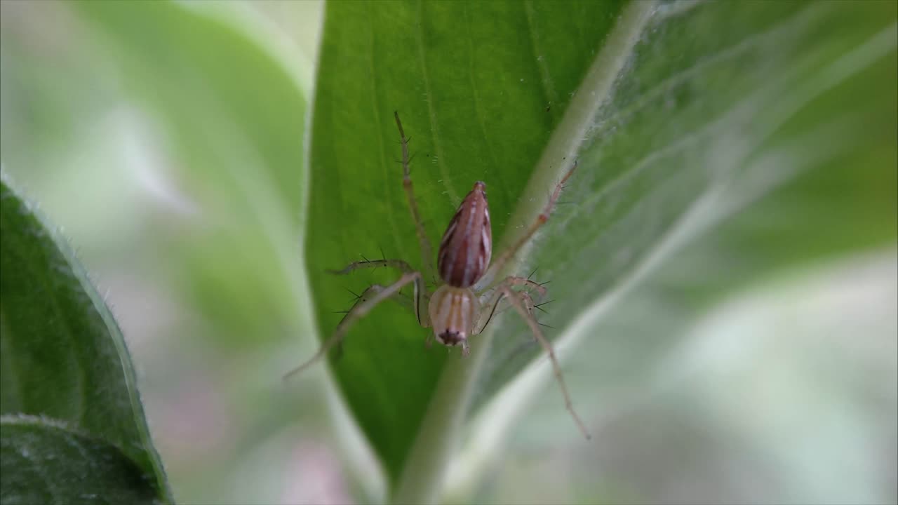 videos hd de araña naranja
