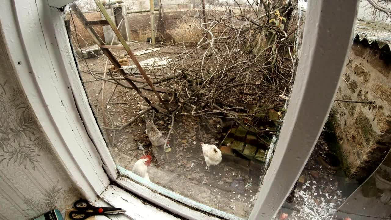 observando a los pequeños animales en el patio de un pueblo a través de la ventana a principios de la primavera