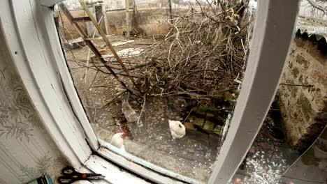 watching the small animals in the yard of a village through the window in the early spring