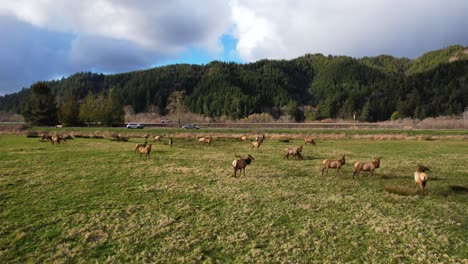 4K-Drohnenaufnahme-Aus-Der-Luft,-Die-Durch-Ein-Rudel-Wilder-Elche-In-Reedsport,-Oregon,-Gleitet,-Während-Die-Sonne-Durch-Wolken-Strahlt