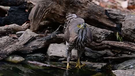 El-Azor-Crestado-Es-Una-De-Las-Aves-Rapaces-Más-Comunes-En-Asia-Y-Pertenece-A-La-Misma-Familia-De-águilas,-Aguiluchos