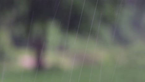 rain comes in the jungle anytime and one must enjoy the most out of it