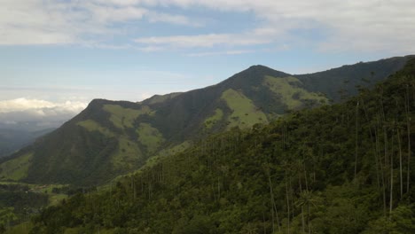 Colombia's-Beautiful-Wax-Palm-Trees-in-Cocora-Valley,-Drone-Shot