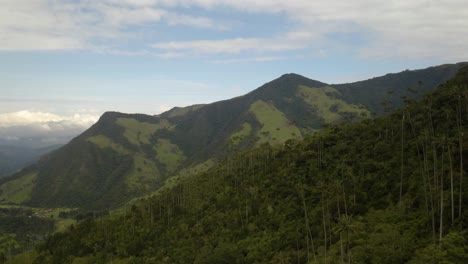 hermosas palmeras de cera de colombia en el valle de cocora, disparo de drones