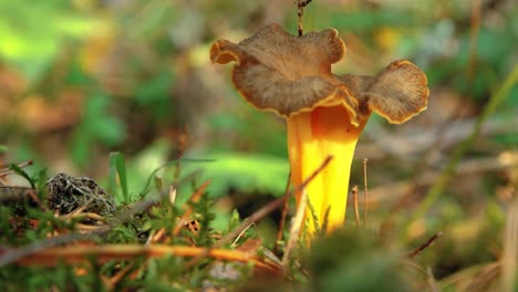 hongos de otoño en el bosque luz del sol en el bosque