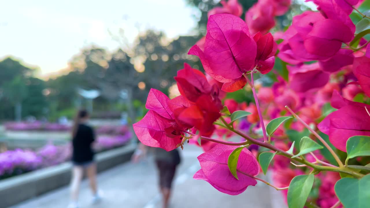 Pessoas caminhando por flores vibrantes de buganvília
