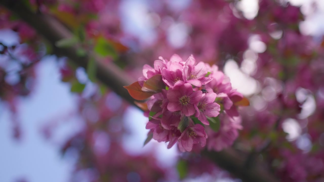 Close up of pink flowers blooming on a cherry tree in spring