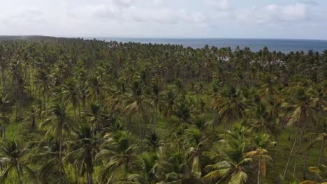 Overflight-over-the-palm-trees-of-Boca-de-Aroa,-Falcon-State,-Venezuela