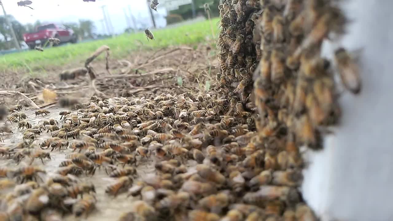 A swarm of honey bees flying and moving into a new hive box near a busy road in slow motion hd 1080p 30p