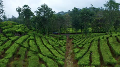 Scenery-Of-Tea-Plantation-View-At-Ciwidey,-Bandung-In-West-Java,-Indonesia