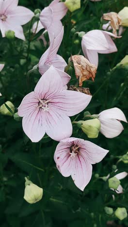 closeup of beautiful pink bell flowers