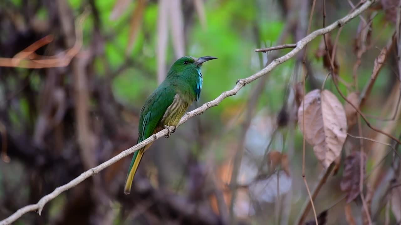 el abejaruco de barba azul se encuentra en la península de malaya, incluida tailandia, en claros de bosques particulares