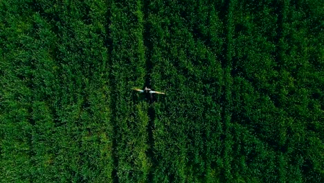 beautiful young girl is walking along a path in a green field. aerial view video from copter. top view. circular motion of the camera. remote camera.