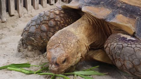 giant tortoise eating plants