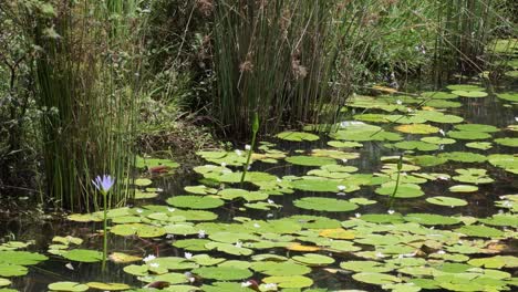 la progresión de los lirios de agua que florecen en un estanque sereno