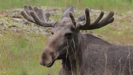 elk or moose, (alces alces) in the green forest. beautiful animal in the nature habitat.