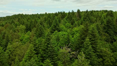 panorama drone view of pine huelgoat forest stretching to horizon with dense treetop coverage, france