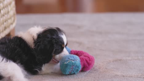 cute puppy playing with his chew toy in a living room.