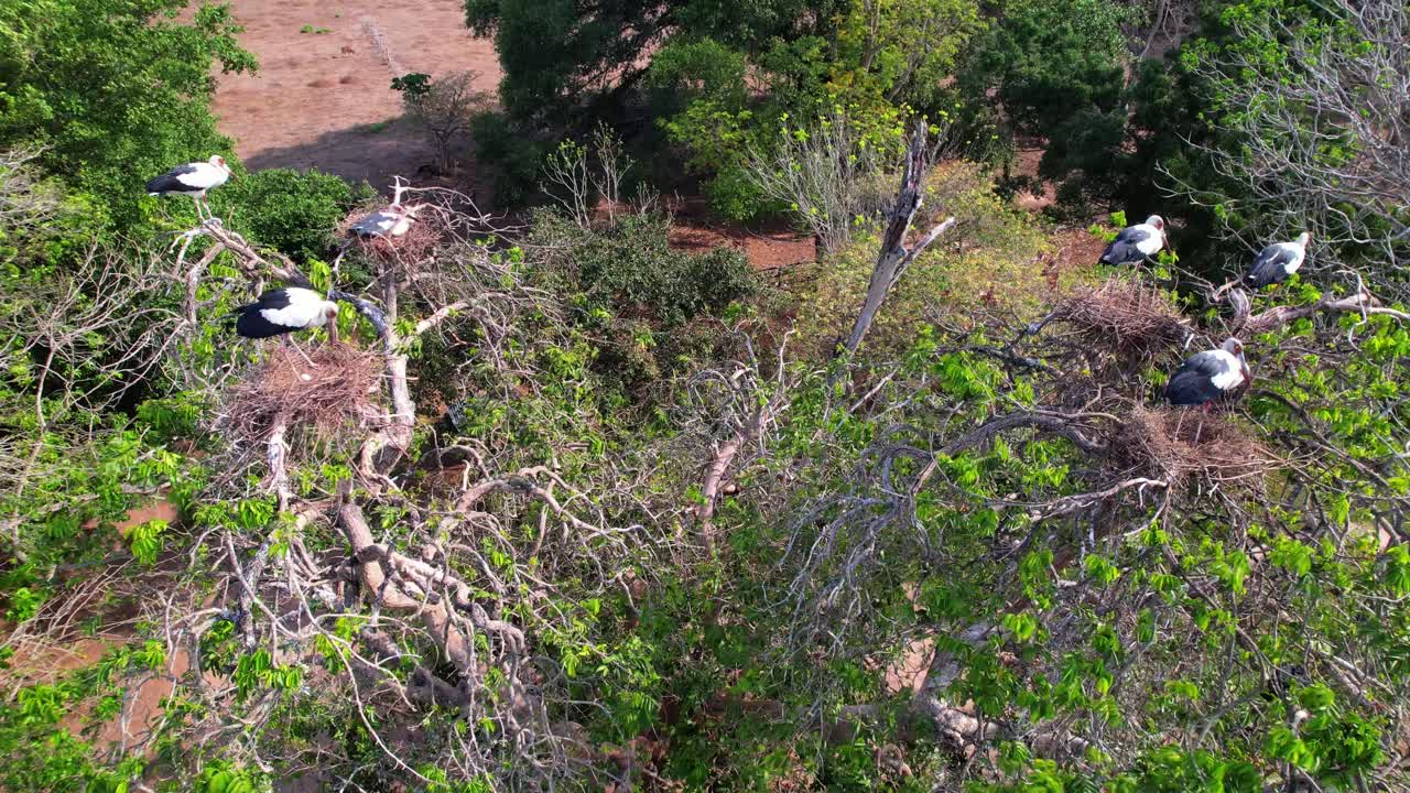 Drone shot of elegant black-necked stilt birds on treetop nests