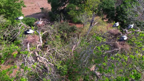 Drone shot of elegant black-necked stilt birds on treetop nests