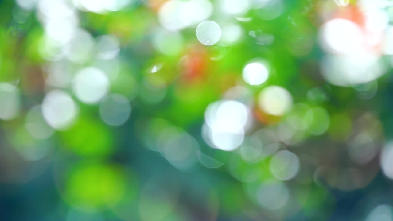 보케의 아름다움은 흐릿하고 빛은 자연 열대 숲의 배경에서 누출됩니다. 자연의 소리와 함께