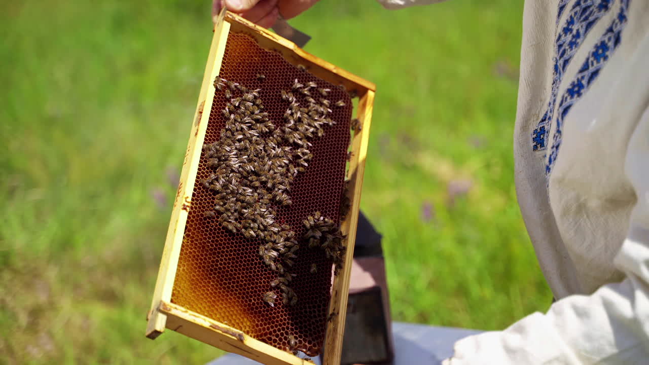 Frame of a bee hive. Beekeeper harvesting honey. Apiculturist checking bees on a frame at apiary. Beekeeper inspecting bee hive in summer.