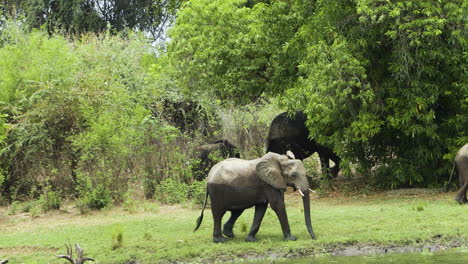 elephant herd moving on after having crossed a river