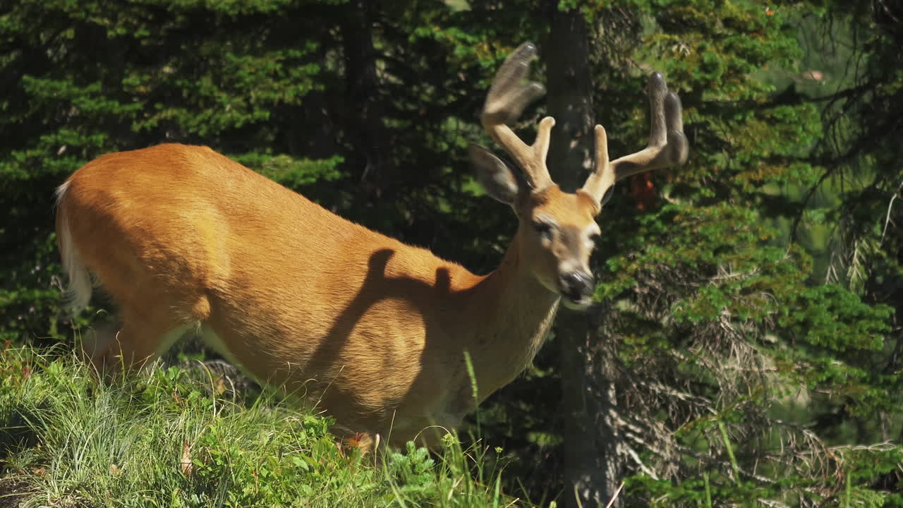 venado de cola blanca macho pastando a lo largo de la empinada ladera de la montaña en highline trail, glaciar np